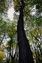 Big brown trunk and new green leaf of old tree Royalty Free Stock Photo