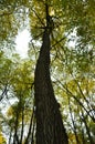 Big brown trunk and new green leaf of old tree Royalty Free Stock Photo