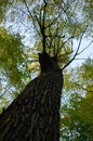 Big brown trunk and new green leaf of old tree Royalty Free Stock Photo