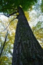 Big brown trunk and new green leaf of old tree Royalty Free Stock Photo