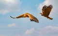 Big brown vulture and a eagle in flight Royalty Free Stock Photo