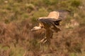 Big brown vulture in flight Royalty Free Stock Photo