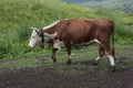 Big brown white-headed cow goes to pasture eating fresh green grass Royalty Free Stock Photo