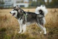 Big brown white purebred majestic Alaskan Alaska Malamute dog on the empty field in summer park Royalty Free Stock Photo