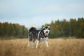 Big brown white purebred majestic Alaskan Alaska Malamute dog on the empty field in summer park Royalty Free Stock Photo