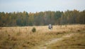 Big brown white purebred majestic Alaskan Alaska Malamute dog walking on the empty field in summer park Royalty Free Stock Photo