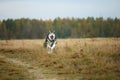 Big brown white purebred majestic Alaskan Alaska Malamute dog walking on the empty field in summer park Royalty Free Stock Photo