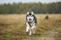 Big brown white purebred majestic Alaskan Alaska Malamute dog walking on the empty field in summer park Royalty Free Stock Photo