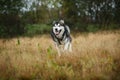 Big brown white purebred majestic Alaskan Alaska Malamute dog walking on the empty field in summer park Royalty Free Stock Photo