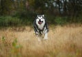 Big brown white purebred majestic Alaskan Alaska Malamute dog walking on the empty field in summer park Royalty Free Stock Photo