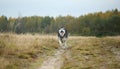 Big brown white purebred majestic Alaskan Alaska Malamute dog walking on the empty field in summer park Royalty Free Stock Photo