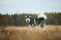 Big brown white purebred majestic Alaskan Alaska Malamute dog walking on the empty field in summer park Royalty Free Stock Photo