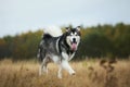 Big brown white purebred majestic Alaskan Alaska Malamute dog walking on the empty field in summer park Royalty Free Stock Photo