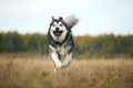 Big brown white purebred majestic Alaskan Alaska Malamute dog walking on the empty field in summer park Royalty Free Stock Photo