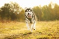 Big brown white purebred majestic Alaskan Alaska Malamute dog walking on the empty field in summer park Royalty Free Stock Photo