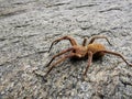 Big brown wolf spider crawling on the rock Royalty Free Stock Photo