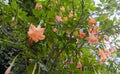 Big Brugmansia called Angels Trumpets or Datura flowers sag from twig