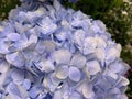 The big brunch of gradient light blue purple and violet hydrangea flowers with water drops on petals Royalty Free Stock Photo