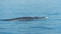 Big Bryde`s Whale swim to the water surface to exhale by blowing the water into the air. There are many Bryde`s Whale living in th Royalty Free Stock Photo