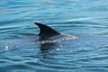 Big Bryde`s Whale swim to the water surface to exhale by blowing the water into the air. There are many Bryde`s Whale living in th Royalty Free Stock Photo