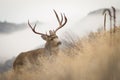 Big buck coming over a ridge above the fog Royalty Free Stock Photo