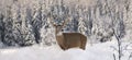 Big buck deer in forest during winter Royalty Free Stock Photo