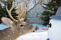 Big buck deer with snowman Royalty Free Stock Photo