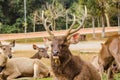 Big buck deer stag resting Royalty Free Stock Photo