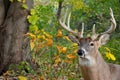 Big buck deer in woods Royalty Free Stock Photo
