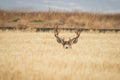 Big Buck hiding in the brush Royalty Free Stock Photo