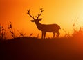 big buck with large antlers against the sunset with a nice silhouette Royalty Free Stock Photo