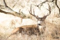 Big buck laying down in the brush Royalty Free Stock Photo