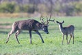 Big Buck Little Doe Royalty Free Stock Photo