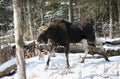 big buck moose in forest during winter Royalty Free Stock Photo