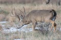 Big buck in snow trailing the scent of doe Royalty Free Stock Photo