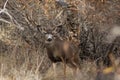 Big buck standing in the shadows Royalty Free Stock Photo