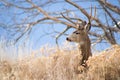 Big buck stands on the ridge Royalty Free Stock Photo