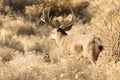 Big buck walking away in the Oregon desert Royalty Free Stock Photo