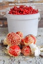 Big bucket of viburnum and heap of agaric on table at autumn at garden close up