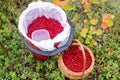 Big bucket and wicker basket full of red wild lingonberry in northern autumn forest