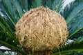 Bud of cycas revoluta cycadaceae sago palm from south japan Royalty Free Stock Photo