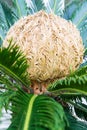 Bud of cycas revoluta cycadaceae sago palm from south japan