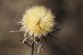 Big bud of a gray dry flower on a stalk on nature Royalty Free Stock Photo