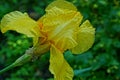 big bud of yellow iris flower in the garden Royalty Free Stock Photo