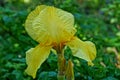 Big bud of yellow iris flower in the garden Royalty Free Stock Photo