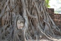 Big buddha embed in tree Royalty Free Stock Photo