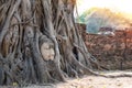 Big buddha embed in tree of sunlight corner Royalty Free Stock Photo