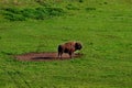 Big buffalo bull in its natural enviroment walking Royalty Free Stock Photo