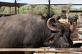 The buffalo farm, Italy.
