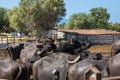 The buffalo farm, Italy.